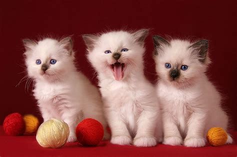 ️TICA Registered Exotic Shorthair Persian Kittens!! Calgary. . Kitten for free
